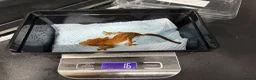 Gecko reptiles for sale: Male cappuccino crested Gecko - Advert 4