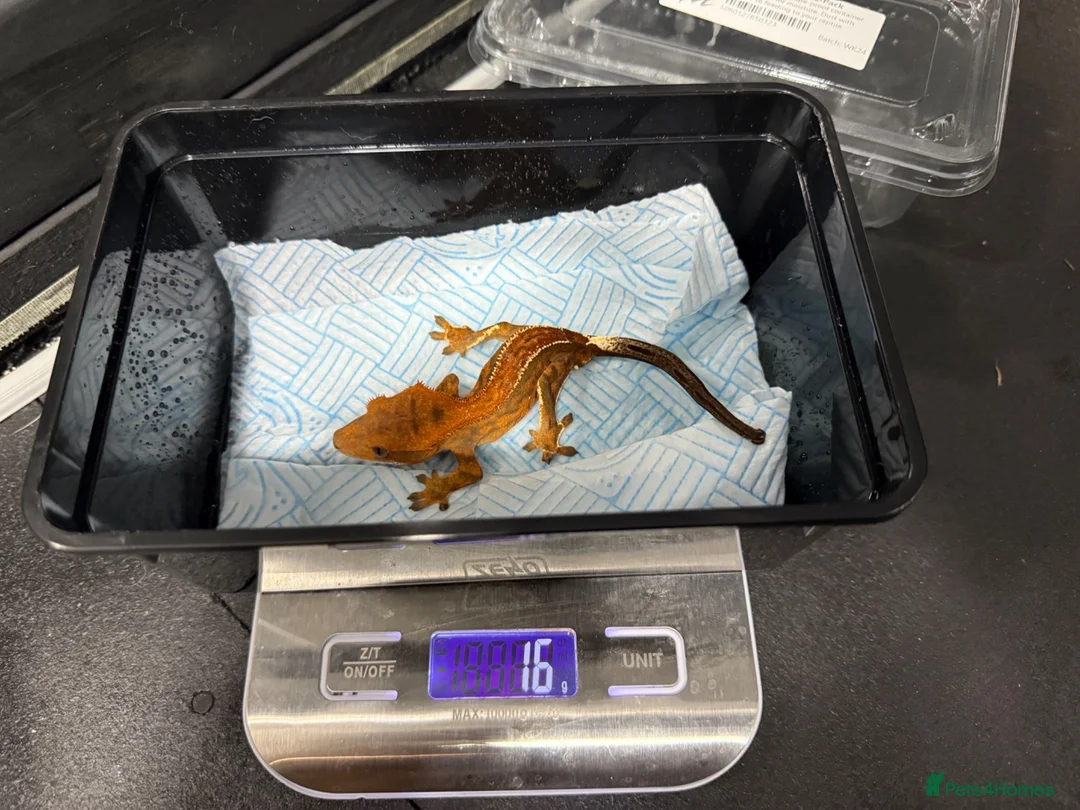 Gecko reptiles for sale: Male cappuccino crested Gecko - Advert 4