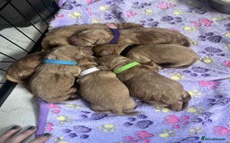 Mixed Breed dogs for sale: Beutiful litter of pups ONLY 4 girls left.  - Image 2