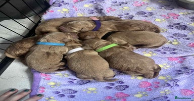 Mixed Breed dogs - Advert 11