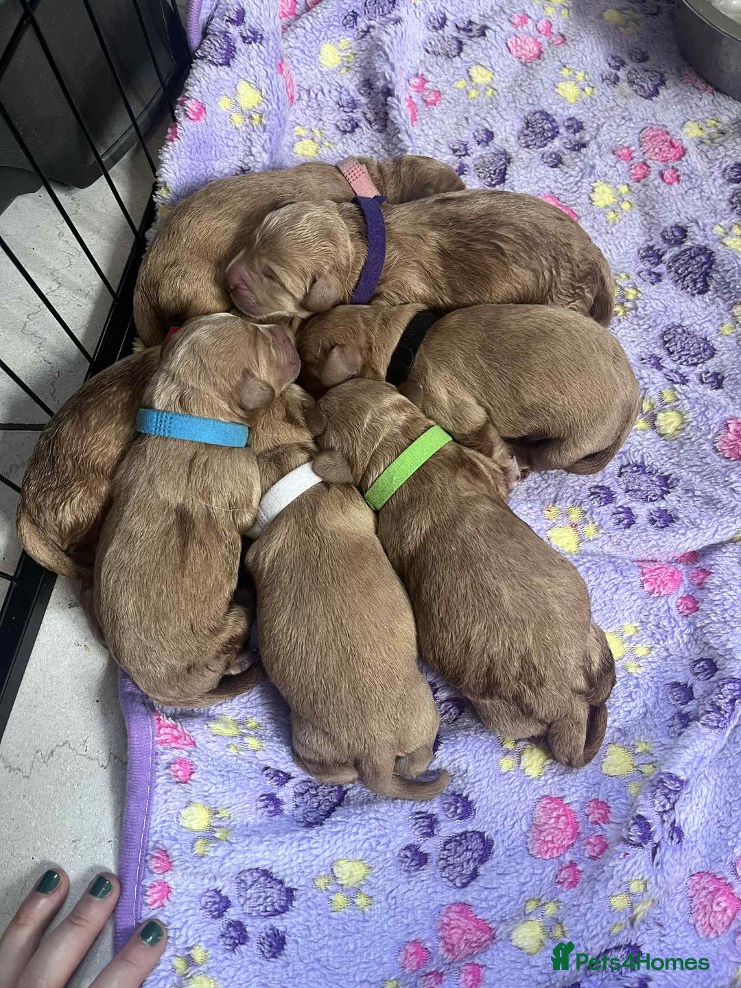 Mixed Breed dogs for sale: Beutiful litter of pups ONLY 4 girls left.  - Image 2