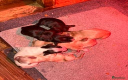 Cocker Spaniel dogs for sale: KC FTCH working cocker spaniel puppy’s  - Image 5