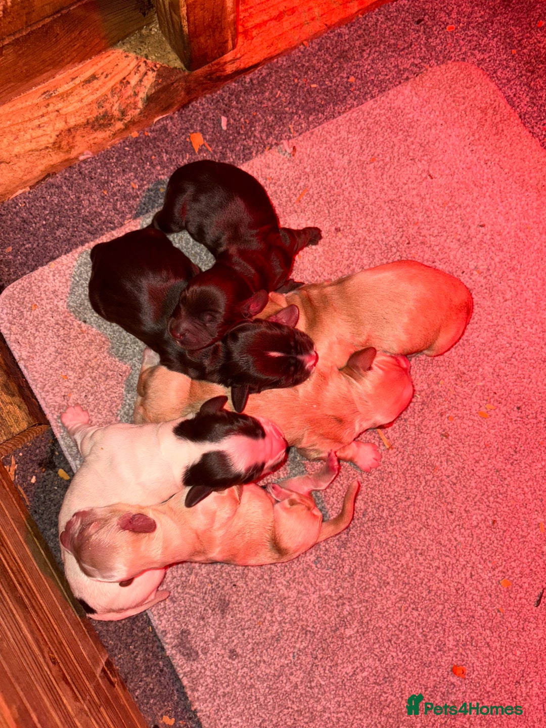 Cocker Spaniel dogs for sale: KC FTCH working cocker spaniel puppy’s  - Image 5