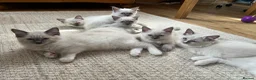Ragdoll cats for sale:  Blue Ragdoll health tested ready now - Advert 10