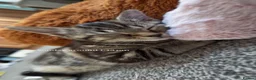 Mixed Breed cats for sale: 11-Week-Old Female Kitten Looking for Loving Home - Advert 5