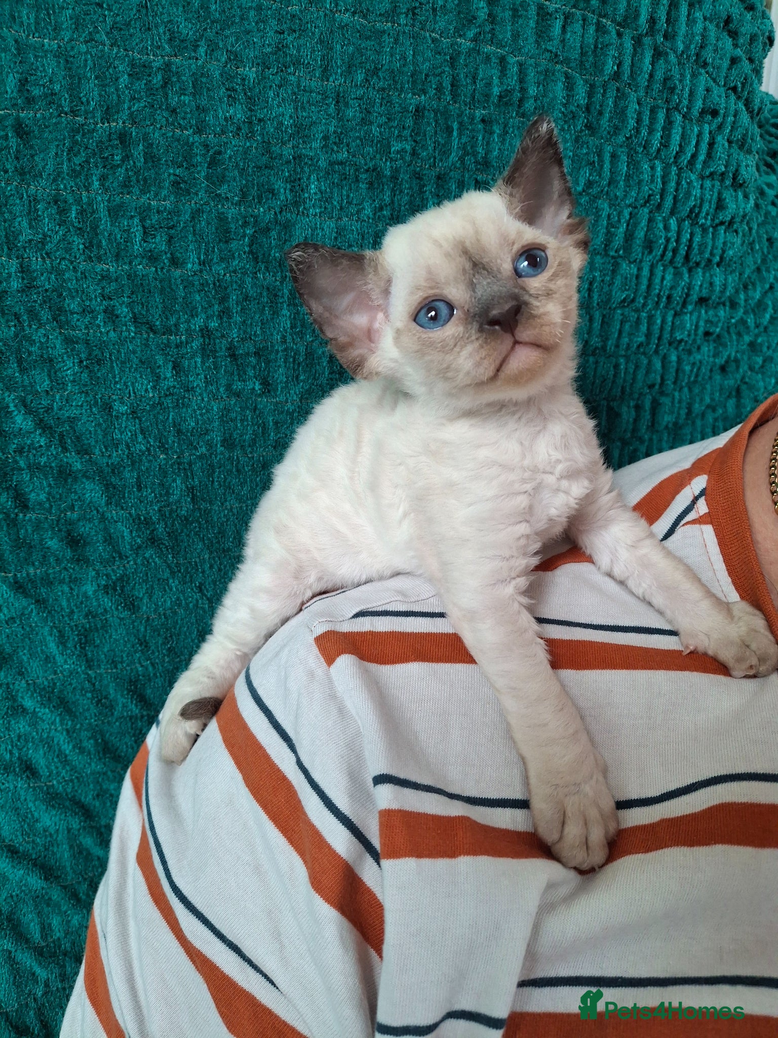 Devon Rex cats Devon Rex Kittens – FIFe Registered Pedigree - Advert 1