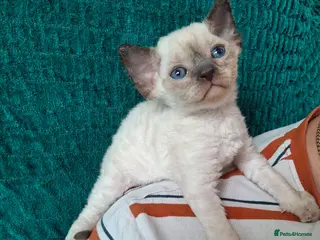 Devon Rex cats Devon Rex Kittens – FIFe Registered Pedigree - Advert 4