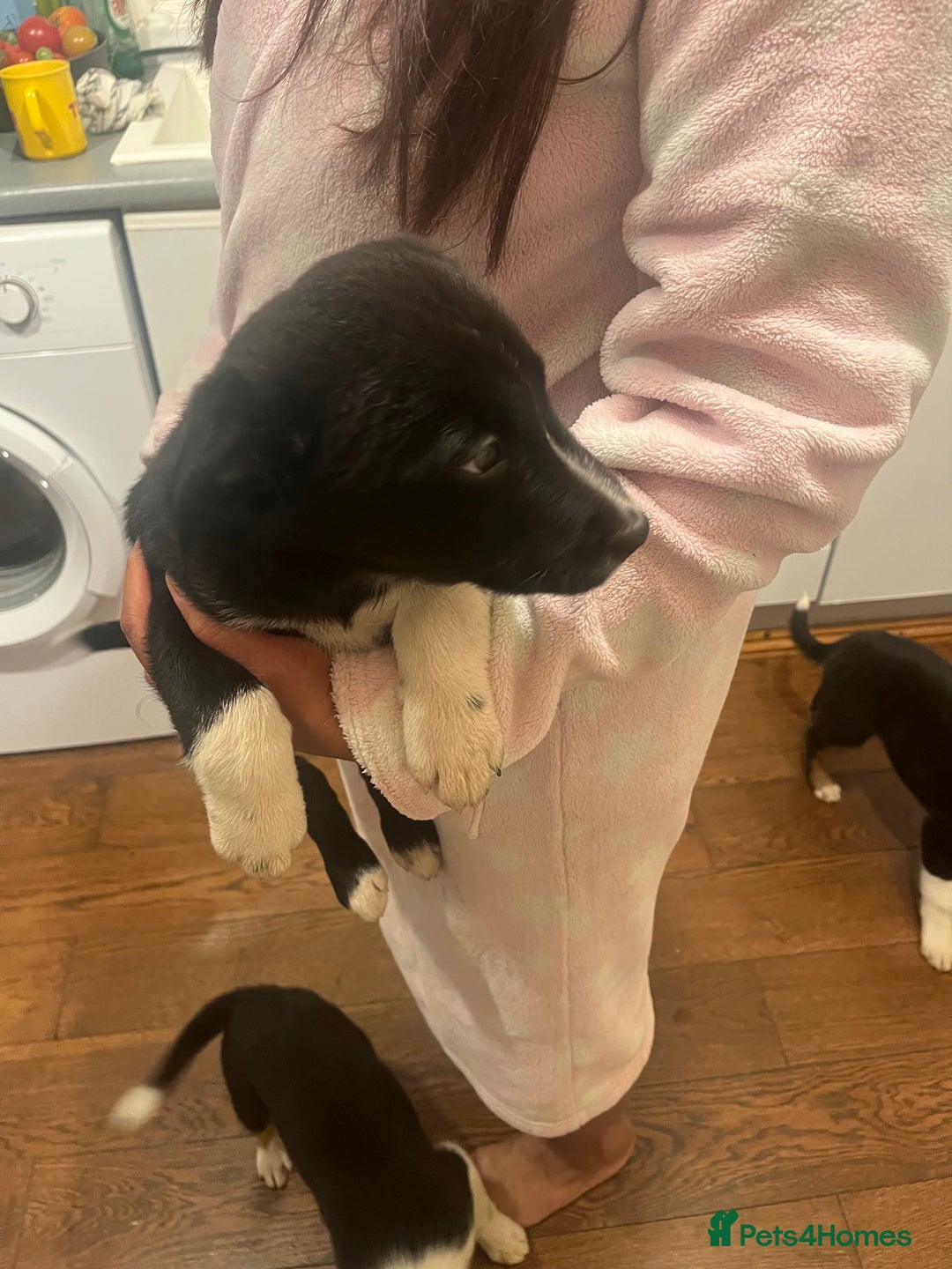 Smooth Collie dogs for sale: Collie x kelpie pups - Advert 5
