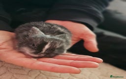 Harlequin rabbits for sale: 7 beautiful Harlequin bunnies looking for a new 🏡 - Image 33
