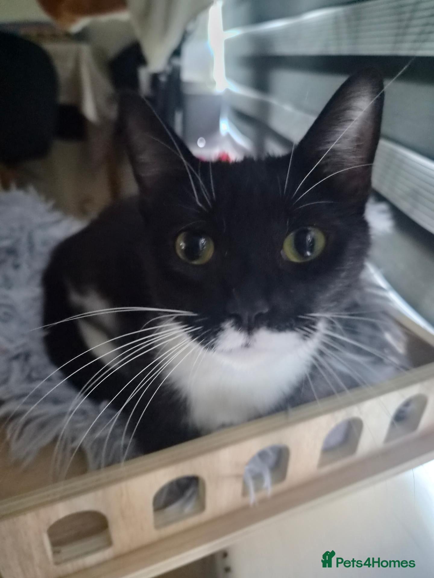 Domestic Shorthair cats Looking For Her Forever Indoor Home - Advert 16