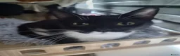 Domestic Shorthair cats for sale: Looking For Her Forever Indoor Home - Advert 1