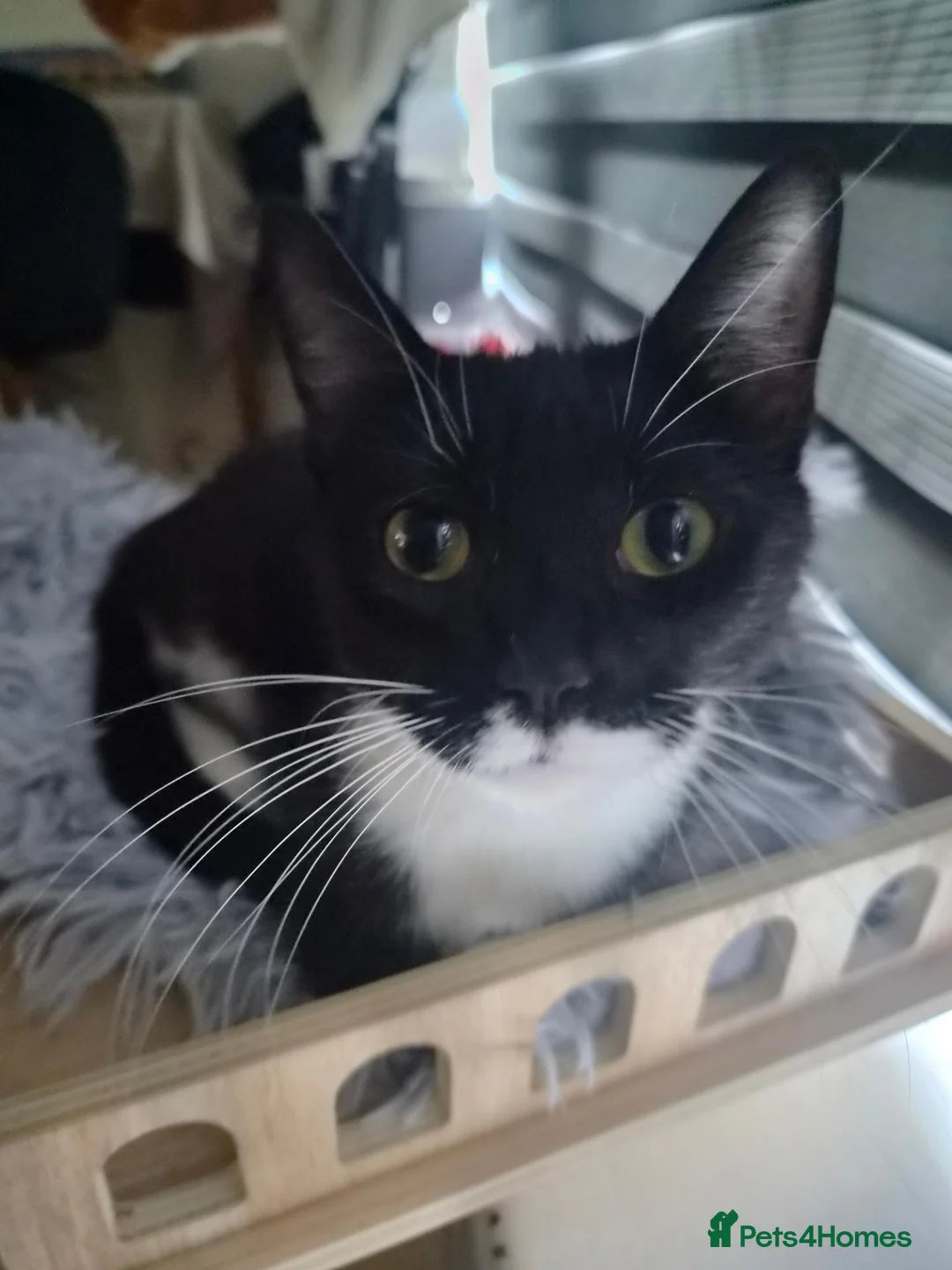 Domestic Shorthair cats for sale: Looking For Her Forever Indoor Home - Advert 1