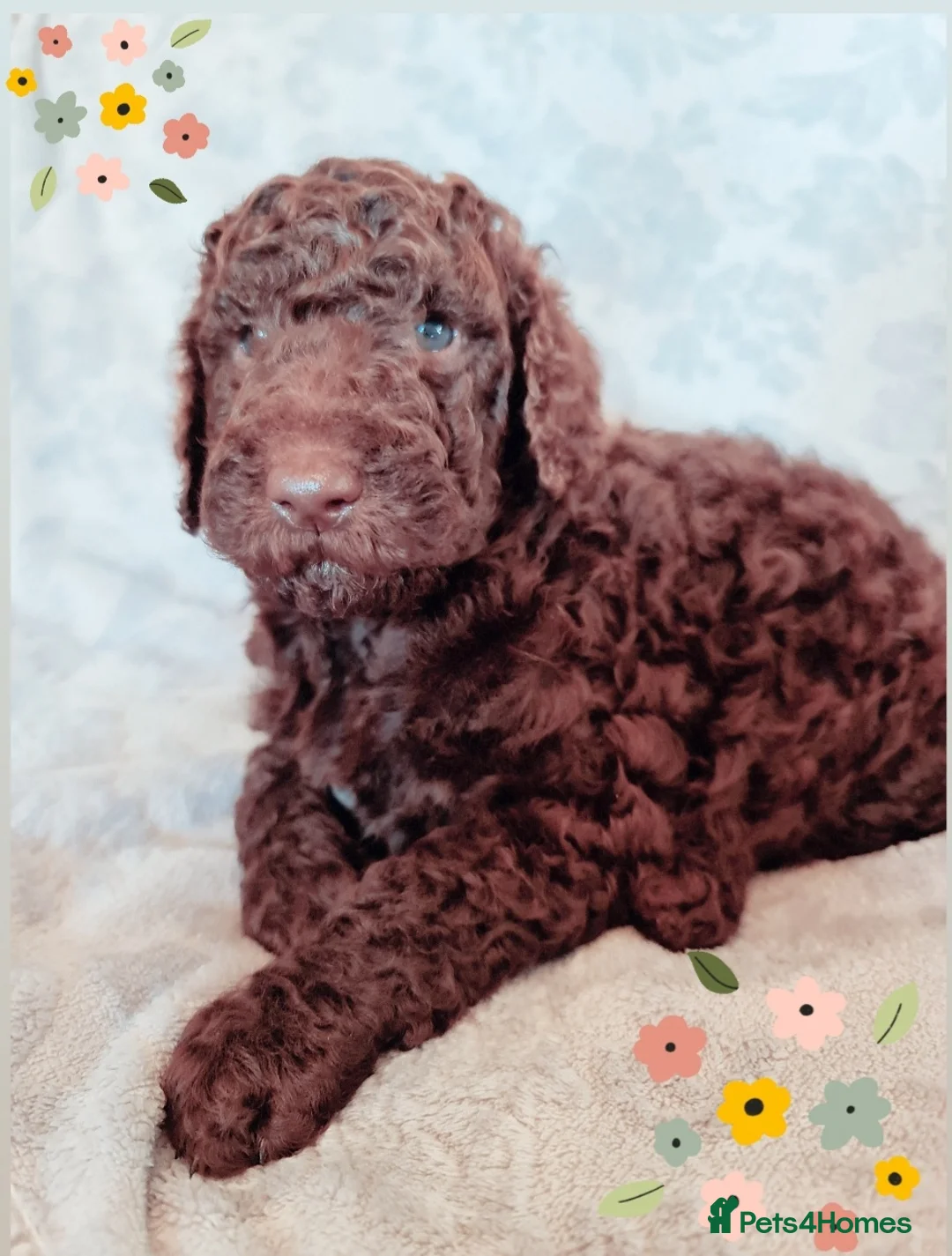 Labradoodle dogs for stud: Hypoallergenic Health Checked Labradoodle PROVEN😍 - Advert 17