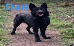 German Shepherd dogs for sale: German Shepherd Puppies  - Image 3