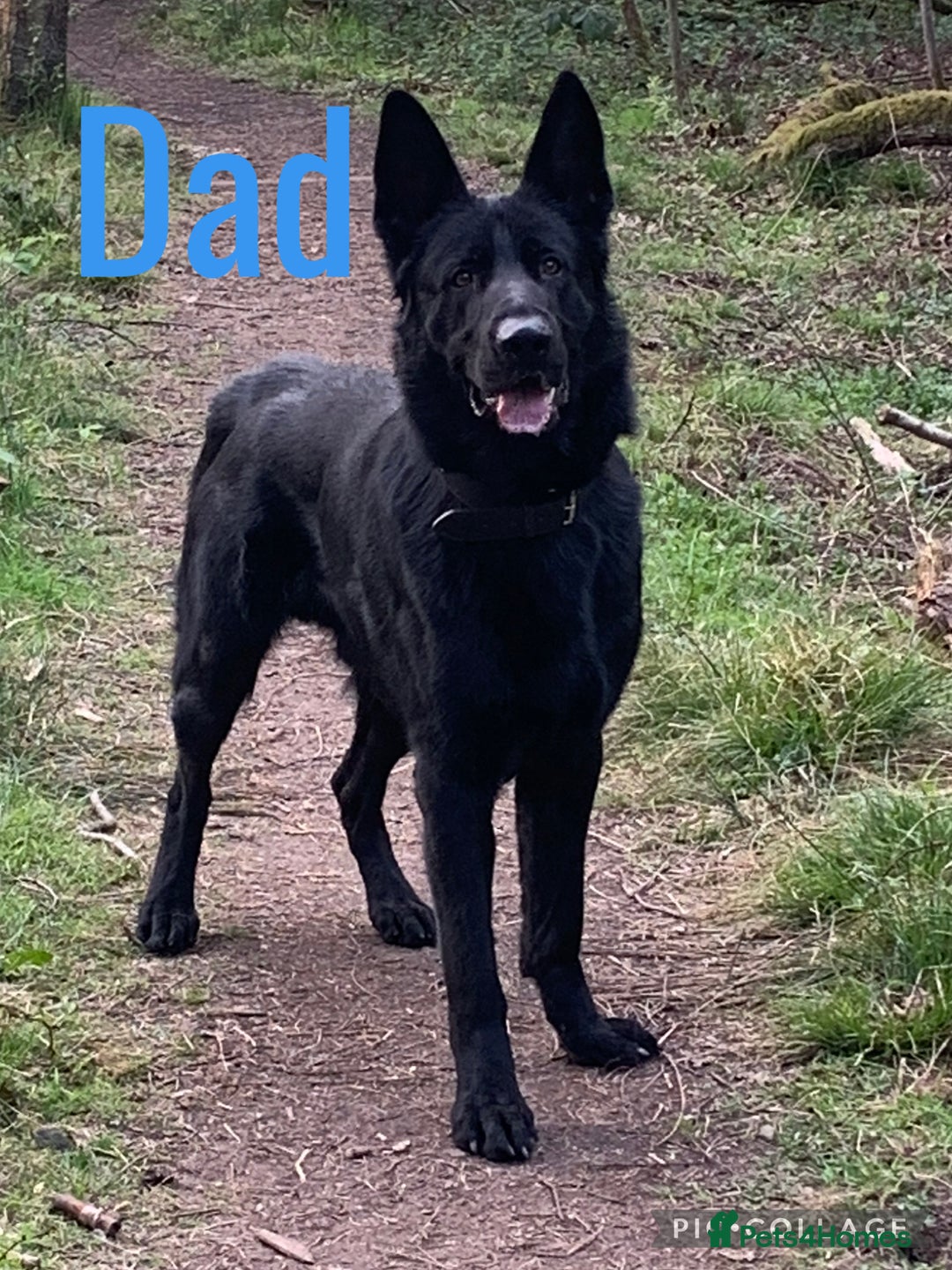 German Shepherd dogs for sale: German Shepherd Puppies  - Image 3