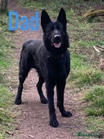 German Shepherd dogs - Advert 2