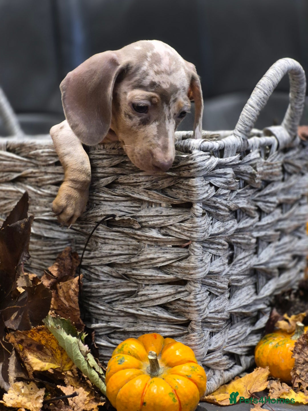 Miniature Dachshund dogs for sale: TRUE MINIATURE DASCHUND BABIES only 5 - Image 10