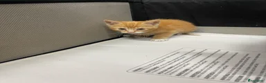 Mixed Breed Kitten 2