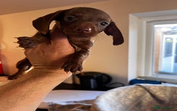Miniature Dachshund dogs for sale: Miniature dachshund  - Image 14