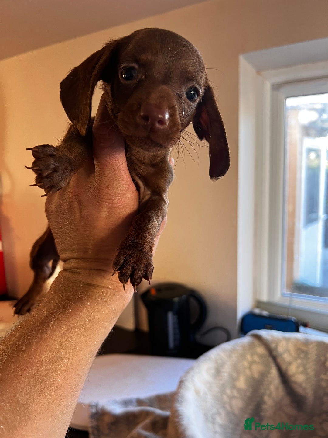 Miniature Dachshund dogs for sale: Miniature dachshund  - Image 14