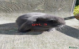 Mini Lop rabbits for sale: Mini lops for sale  - Image 3