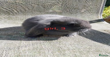Mini Lop rabbits - Advert 3