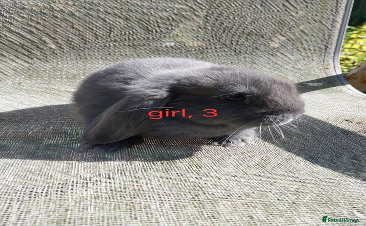 Mini Lop rabbits - Advert 8