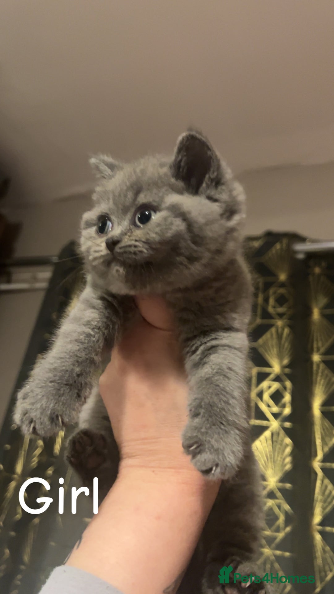 British Shorthair cats for sale: Beautiful BSH Kittens / GCCF registered  - Advert 13