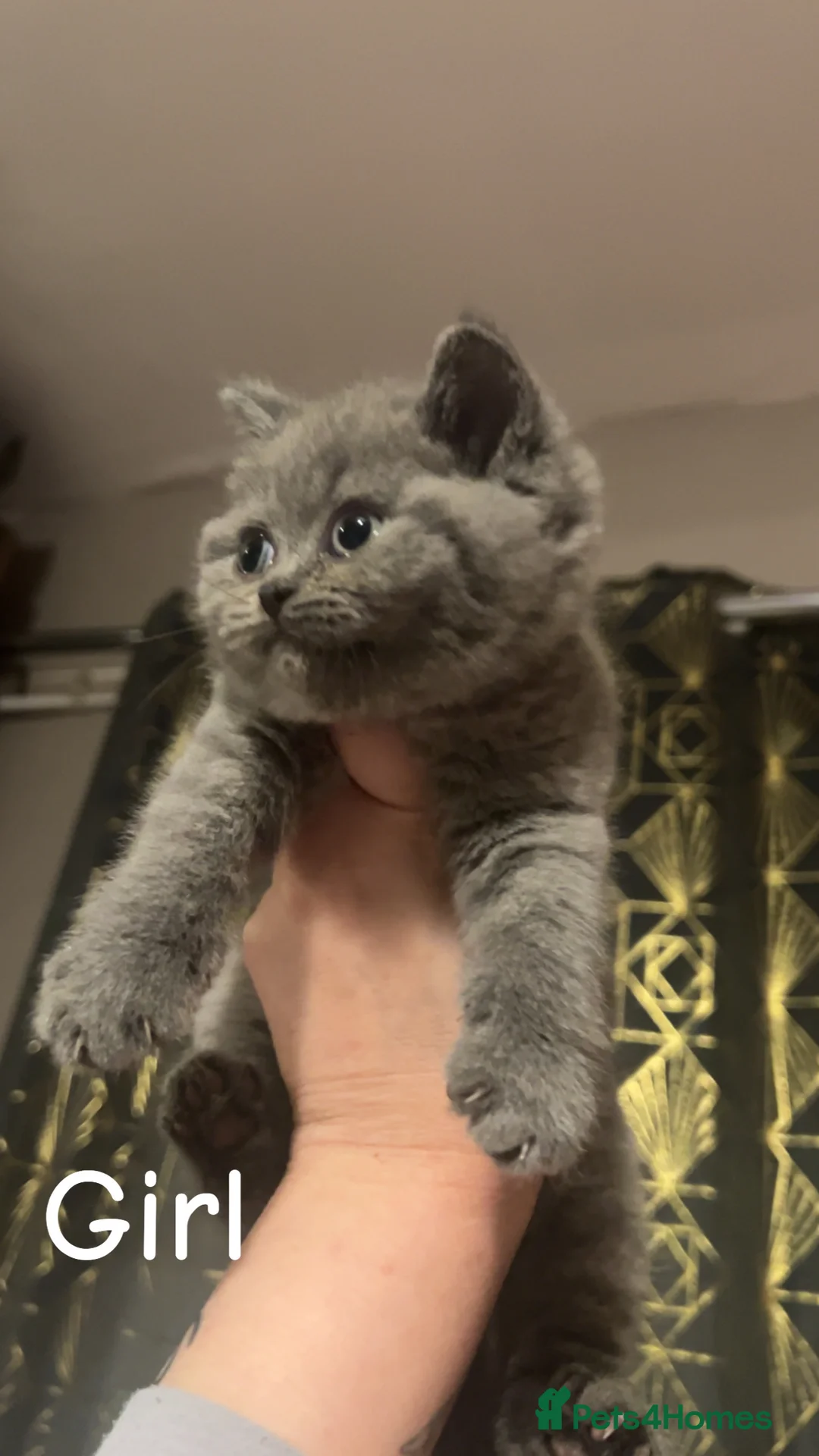 British Shorthair cats for sale: Beautiful BSH Kittens / GCCF registered  - Advert 23
