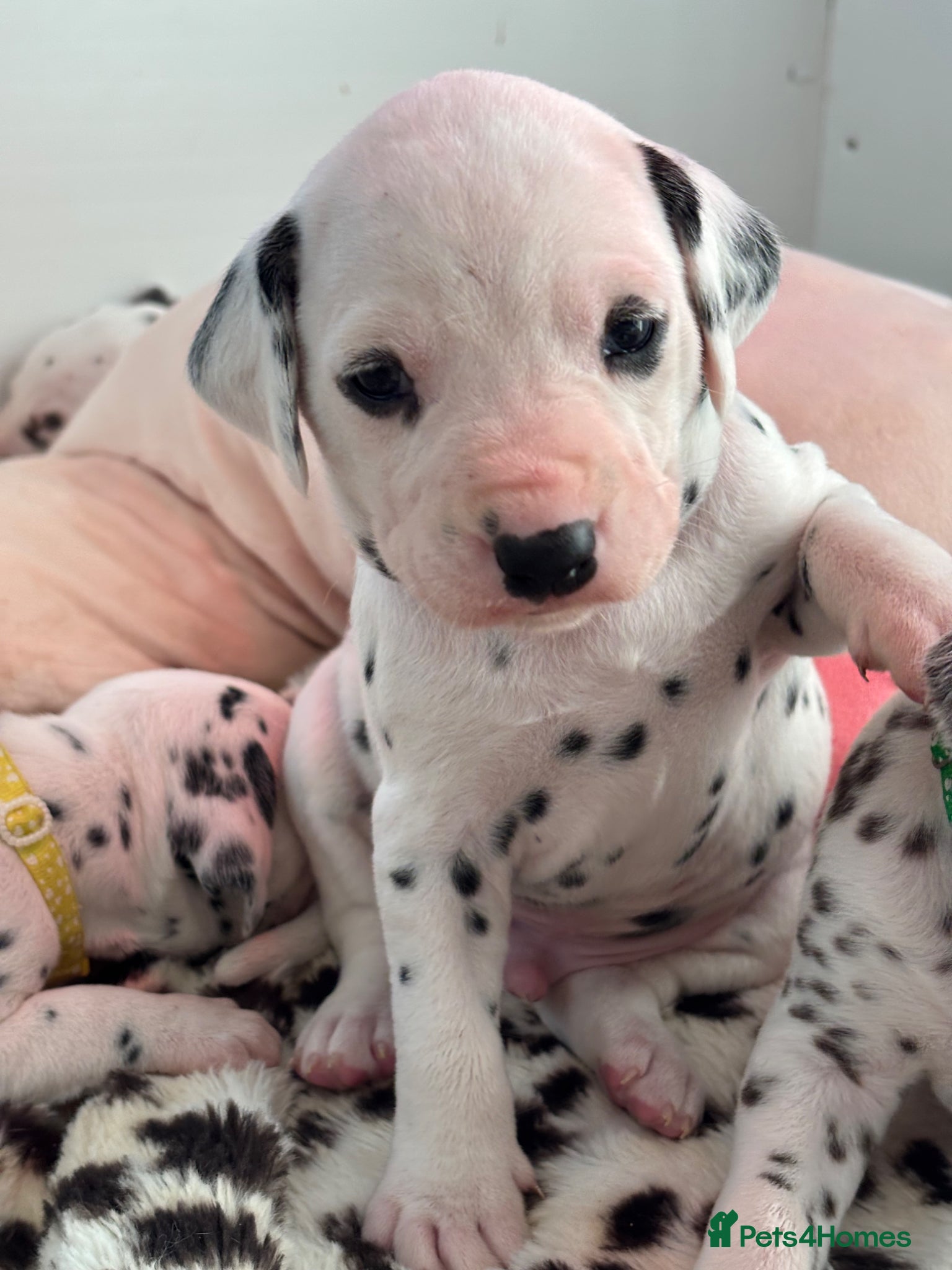 Dalmatian dogs KEEKEEDAL BOYS. Est 14yrs.  - Advert 1