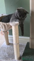 British Shorthair cats Hugo British shorthair - Advert 1