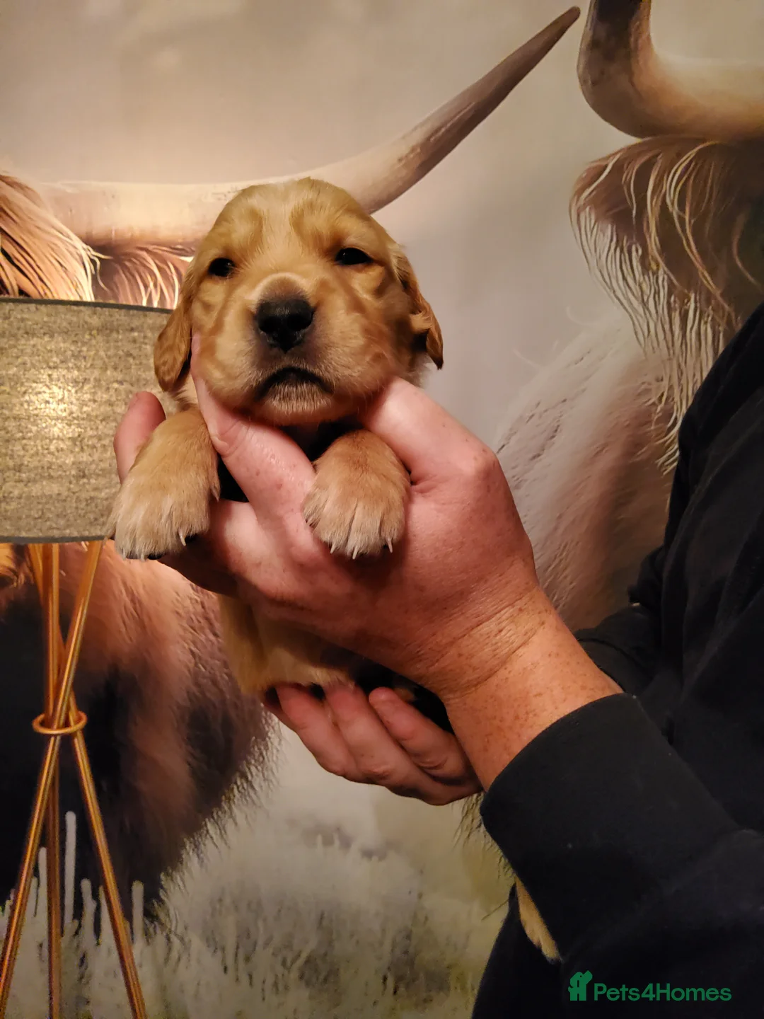 Golden Retriever dogs for sale: Beautiful KC-Registered Golden Retriever Puppies - Advert 28