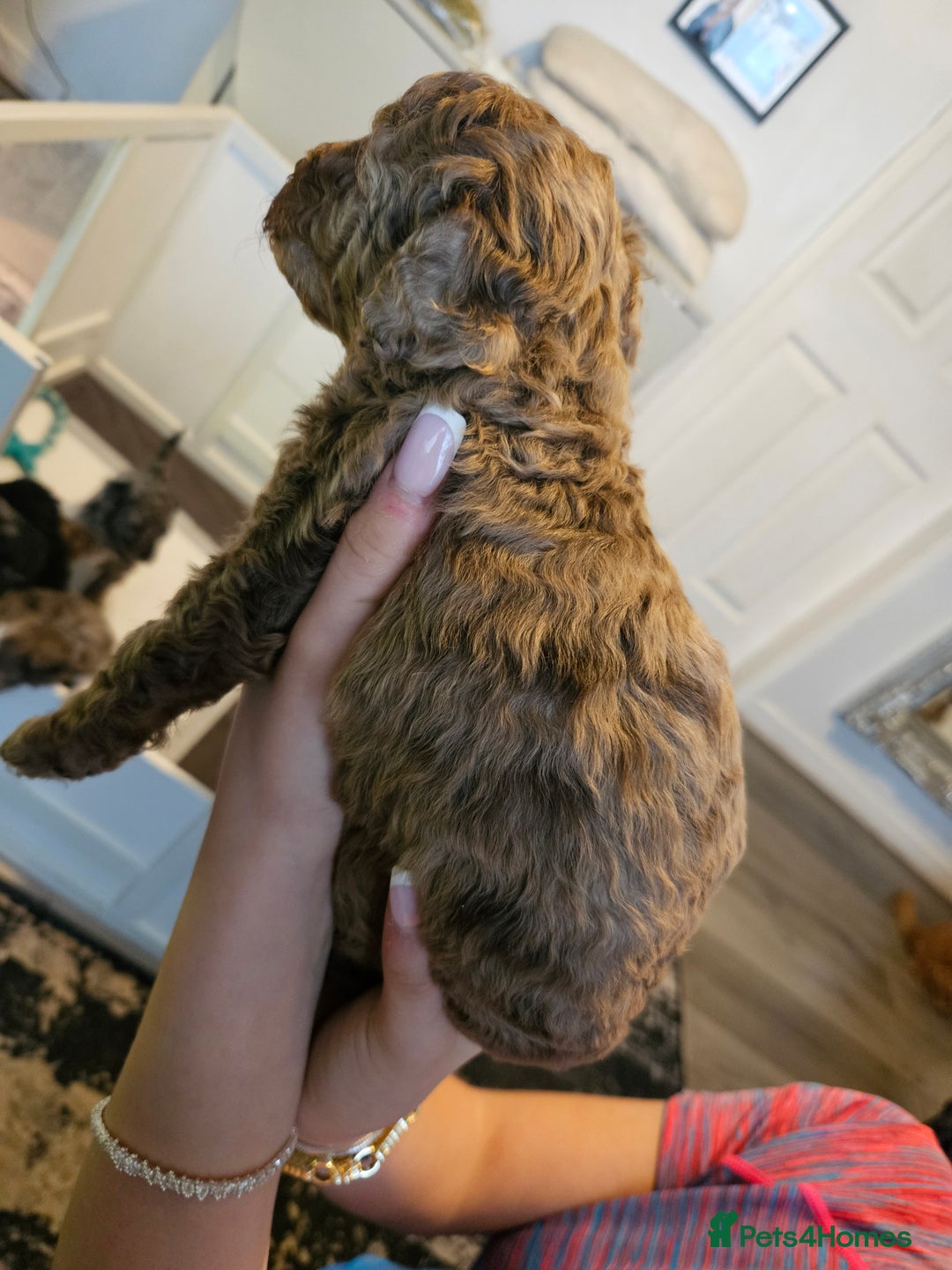 Cavapoo dogs for sale: Beautiful toy cavapoos  - Advert 5