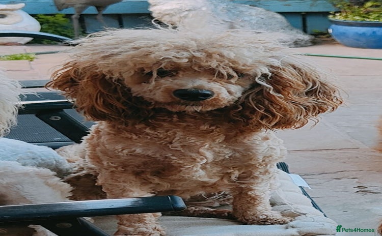 Cavapoo dogs - Advert 15