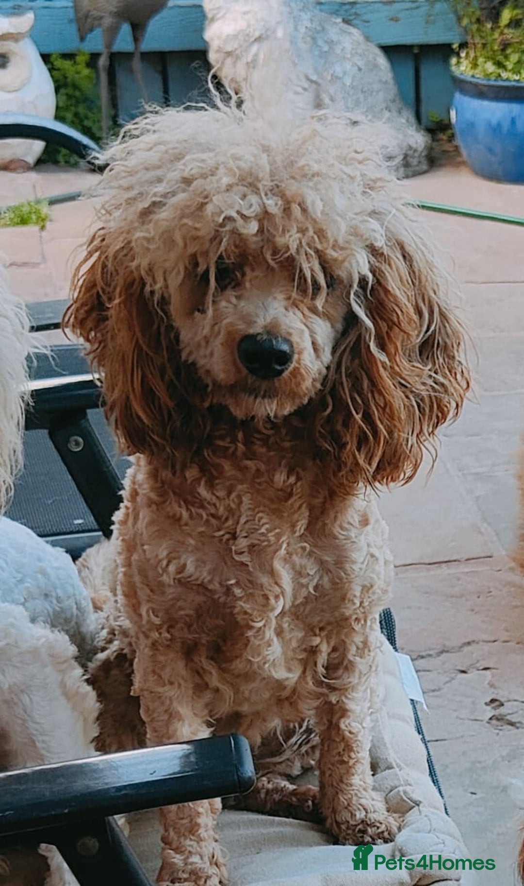 Cavapoo dogs for sale: Adorable Cavapoo Girl, Red. - Image 1