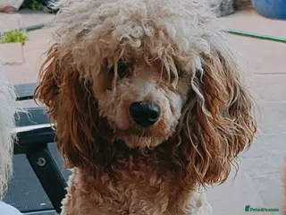 Cavapoo dogs Adorable Cavapoo Girl, Red. - Advert 12