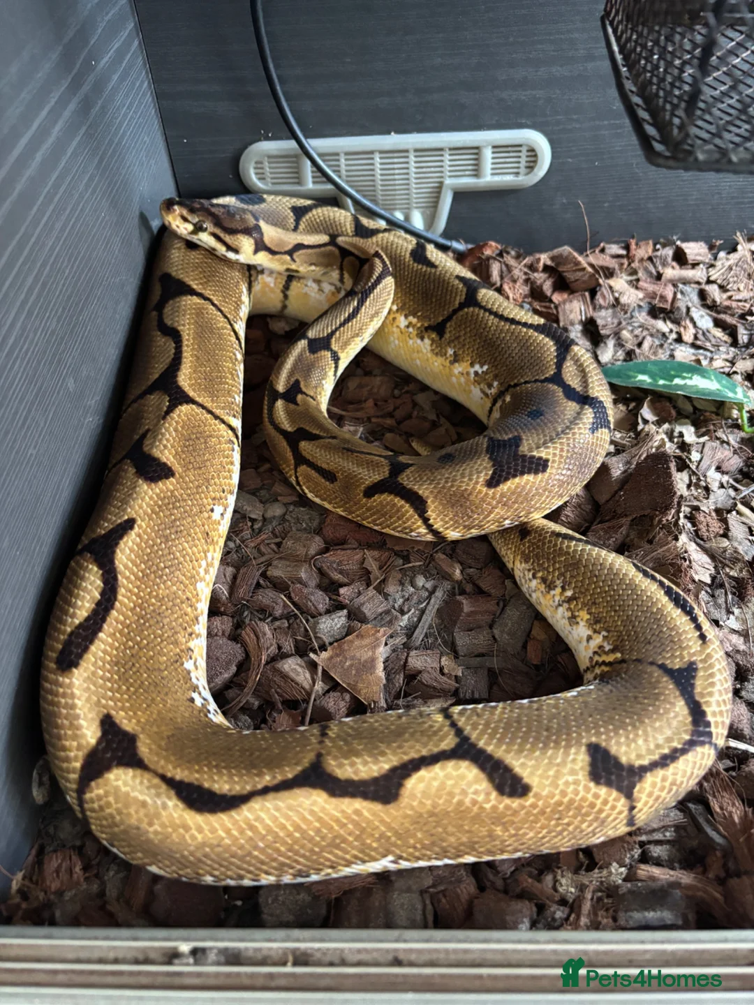 Python Snake reptiles for sale: Beautiful female Royal Pythons - Advert 2