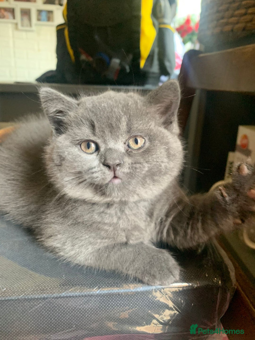 British Shorthair cats for sale: 1 blue BSH girl left for sale  in Burnley - Image 6