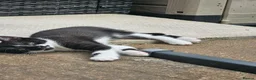 Mixed Breed cats for sale: 3 Female black/white cats - Advert 2