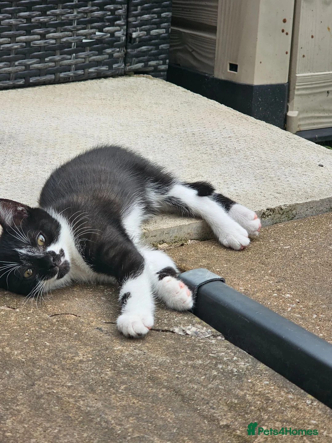 Mixed Breed cats for sale: 3 Female black/white cats - Advert 2