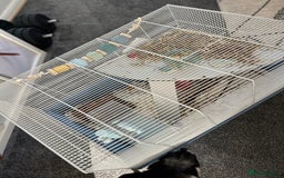 Hamster rodents for sale: Hamster with home and accessories  - Image 3