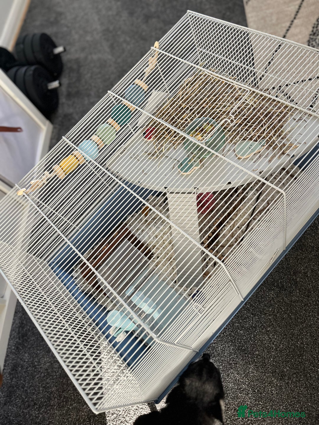 Hamster rodents for sale: Hamster with home and accessories  - Image 3