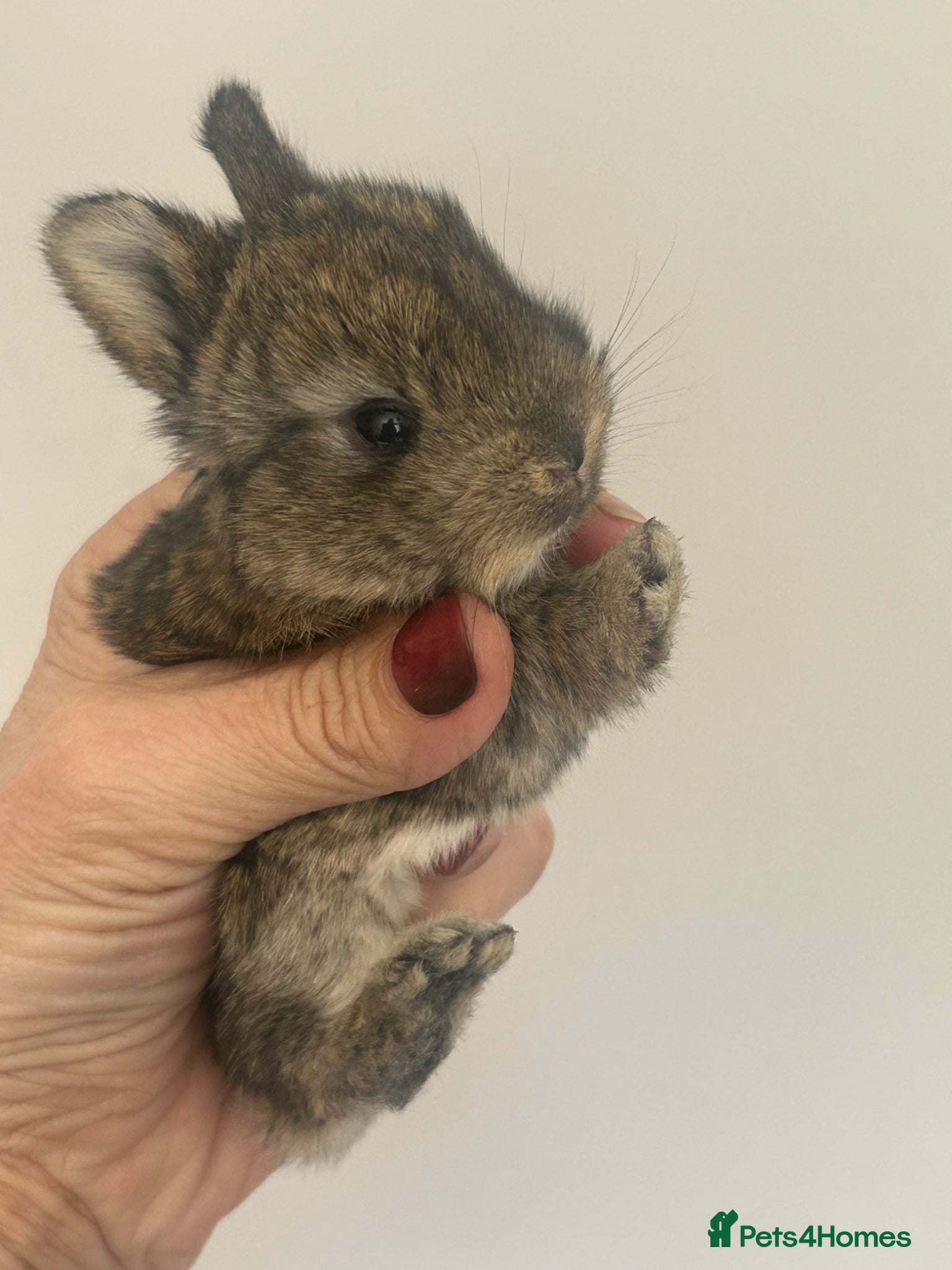 Mini Lop rabbits for sale: Stunning pure mini lop & Mini Rex X ML   - Advert 19