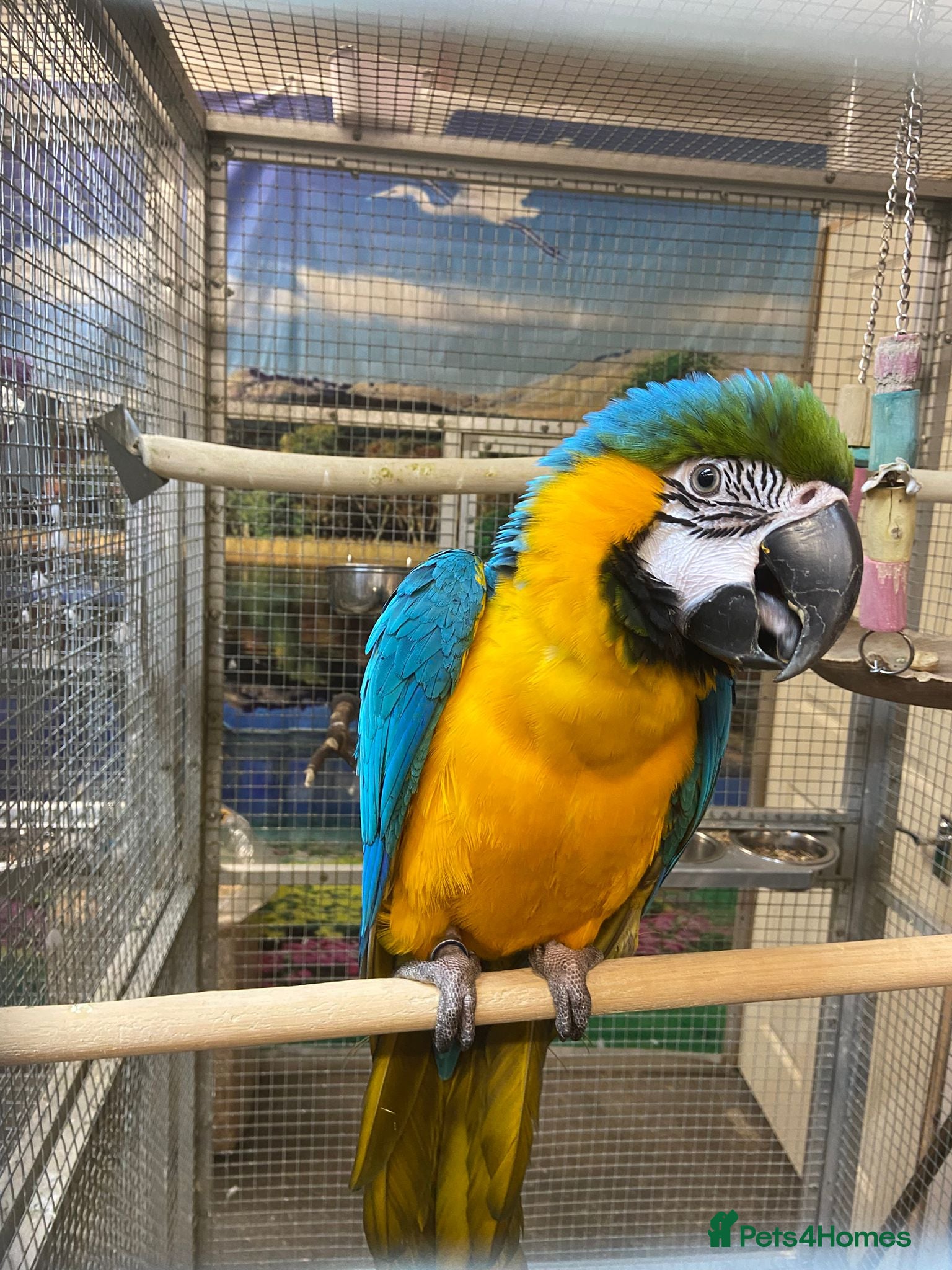 Parrots birds PARAKEETS/PARROTS/AMAZON/COCKATOO/MACAW available  - Advert 1