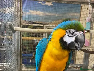 Parrots birds for sale: PARAKEETS/PARROTS/AMAZON/COCKATOO/MACAW available - Advert 1