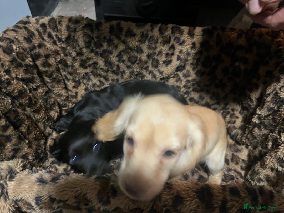 Sprocker dogs for sale: 3 Sprocker pups left!! - Advert 5