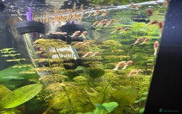 Catfish fish for sale: 🐠 Blue-Eyed, Yellow-Bristled-Nosed Pleco  - Image 3