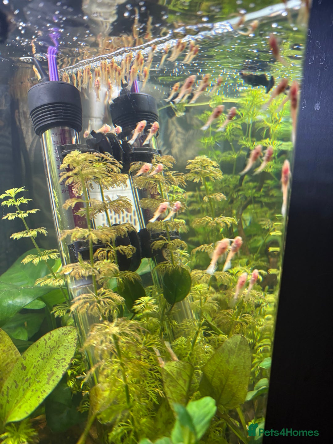 Catfish fish for sale: 🐠 Blue-Eyed, Yellow-Bristled-Nosed Pleco  - Image 3