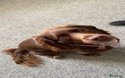 Cocker Spaniel dogs for sale: Beautiful Cocker Spaniel Puppies - Image 7