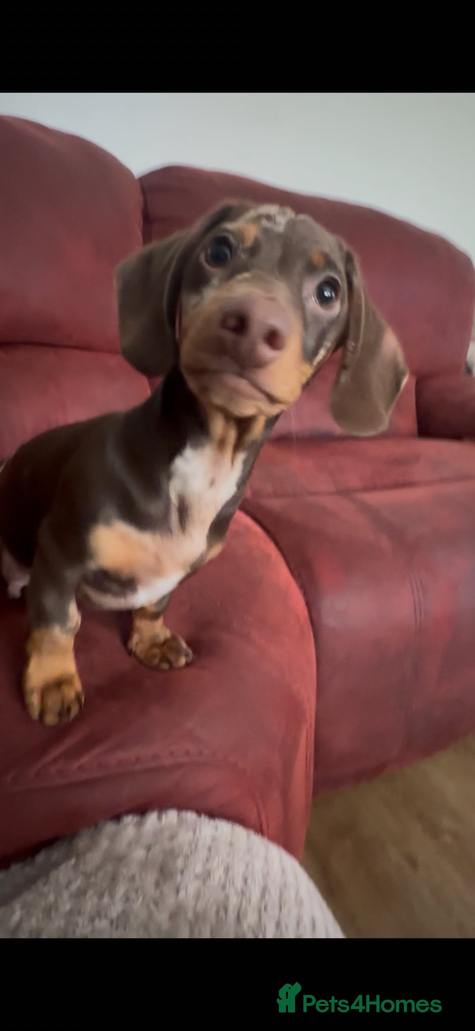 Dachshund dogs for sale: dachshund boy & girl 5 months - Advert 2